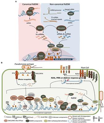 Coordinated Epigenetic Regulation in Plants: A Potent Managerial Tool to Conquer Biotic Stress